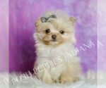 Small #1 Pomeranian