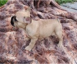 Small Photo #2 French Bulldog Puppy For Sale in MARYVILLE, TN, USA