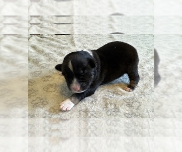 Medium Photo #33 Australian Shepherd Puppy For Sale in SALISBURY, NC, USA
