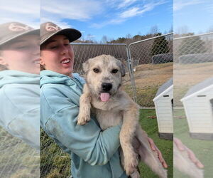 Siberian Husky-Unknown Mix Dogs for adoption in garner, NC, USA