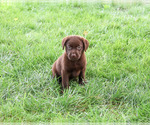 Meredith - Female Labrador Retriever Puppy for Sale - Photo #2