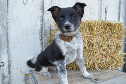 Medium Photo #4 Australian Cattle Dog Puppy For Sale in HONEY BROOK, PA, USA