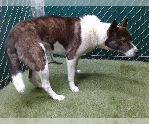 Medium Photo #1 Akita Puppy For Sale in Downey, CA, USA