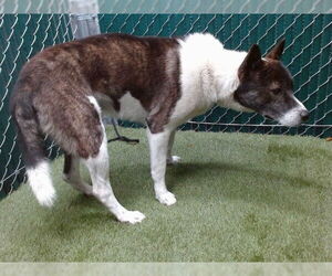 Akita Dogs for adoption in Downey, CA, USA
