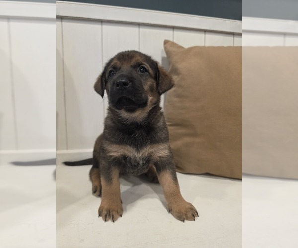 Medium Photo #4 Anatolian Shepherd-English Mastweiler Mix Puppy For Sale in IRWIN, PA, USA