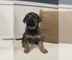 Small #3 Anatolian Shepherd-English Mastweiler Mix