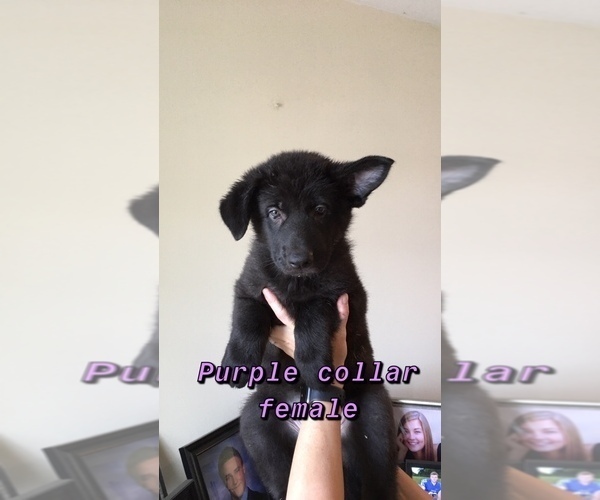 Medium Photo #1 German Shepherd Dog Puppy For Sale in HIGHLAND, MI, USA