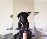 Small Photo #1 German Shepherd Dog Puppy For Sale in HIGHLAND, MI, USA