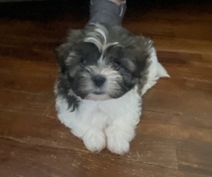 Mal-Shi-Shih Tzu Mix Puppy for sale in FRANKFORT, KY, USA