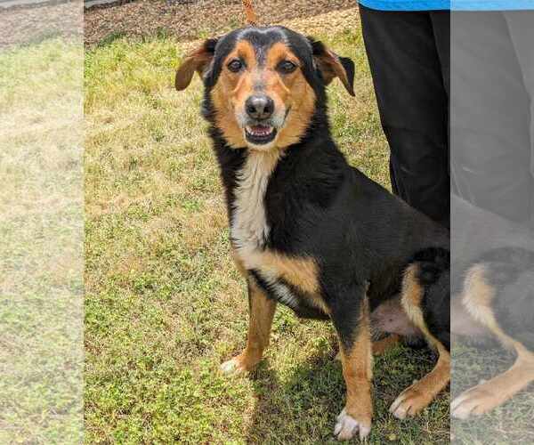 Medium Photo #2 English Shepherd-Unknown Mix Puppy For Sale in Anniston, AL, USA