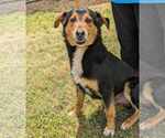 Small #1 English Shepherd Mix