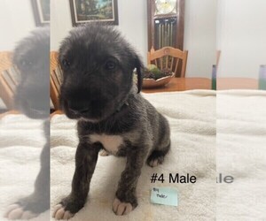 Medium Irish Wolfhound