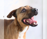 Small #1 German Shepherd Dog-Retriever  Mix