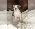 Small Photo #9 Boston Terrier Puppy For Sale in NEWBURY, MA, USA