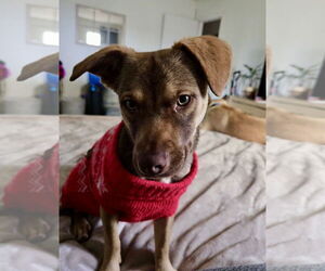 Spritz - Female Beagle-Unknown Mix Dog for Adoption - Photo #3