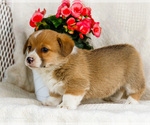 Small Photo #19 Pembroke Welsh Corgi Puppy For Sale in WAKARUSA, IN, USA