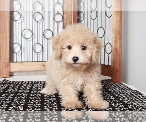 Poochon Puppy for sale in NAPLES, FL, USA