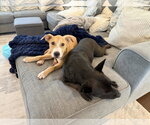 Small #4 American Pit Bull Terrier Mix
