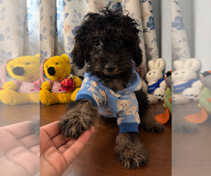 Yorkipoo Puppy for sale in DURHAM, CT, USA