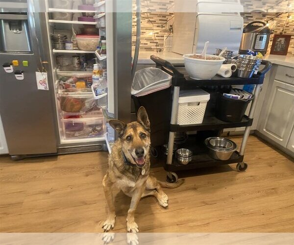 Medium Photo #8 German Shepherd Dog-Unknown Mix Puppy For Sale in  Ramona, CA, USA