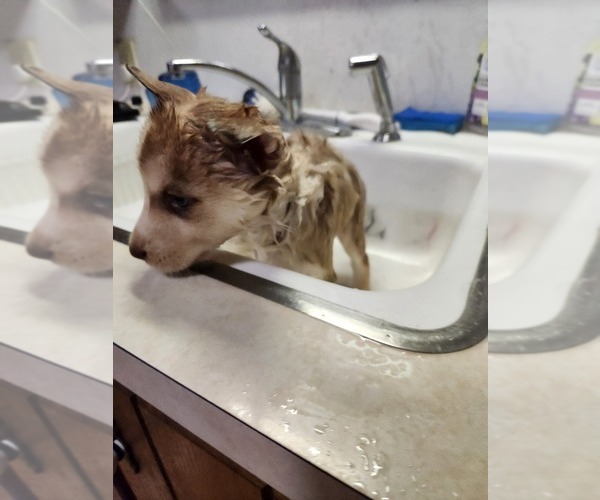 Medium Photo #8 Australian Shepherd-Siberian Husky Mix Puppy For Sale in ATTICA, NY, USA