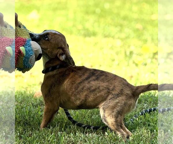 Medium Photo #3 Dachshund-Unknown Mix Puppy For Sale in Yardley, PA, USA