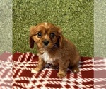 Small #4 Cavalier King Charles Spaniel