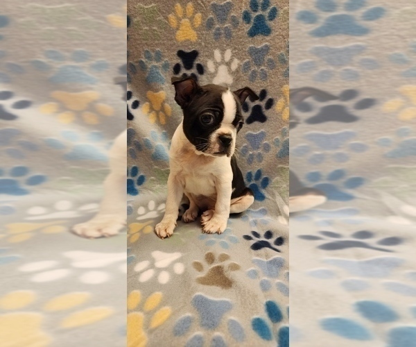 View Ad: Boston Terrier Puppy for Sale near California, NORWALK, USA