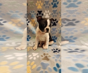 Boston Terrier Puppy for sale in NORWALK, CA, USA