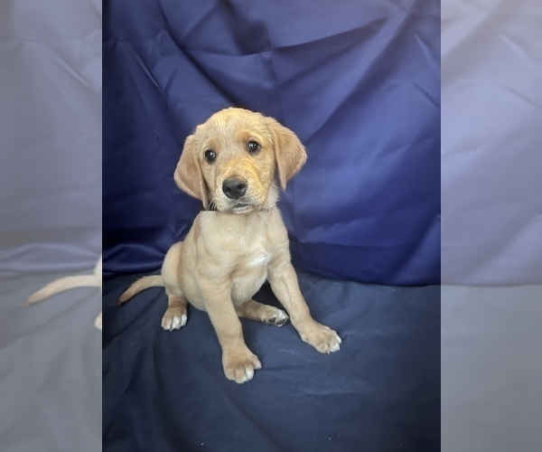 Medium Photo #10 Golden Retriever Puppy For Sale in SAN FERNANDO, CA, USA