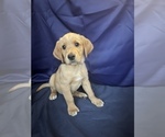 Small Photo #10 Golden Retriever Puppy For Sale in SAN FERNANDO, CA, USA