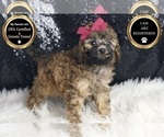 Small #5 Poodle (Miniature)