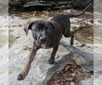 Small #2 Mutt