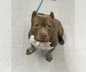 Mutt Dogs for adoption in Low Moor, VA, USA