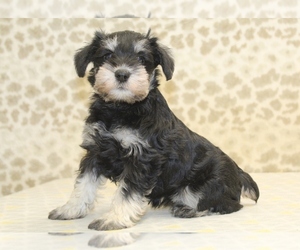 Schnauzer (Miniature) Puppy for sale in DENVER, PA, USA