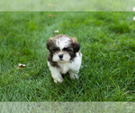 Small #2 Shih Tzu