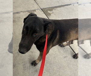 Mutt Dogs for adoption in Bakersfield, CA, USA