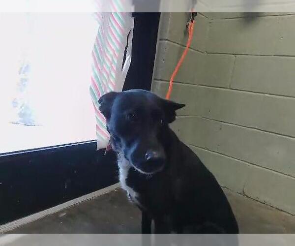 Medium Photo #1 Shepradors Puppy For Sale in Tulsa, OK, USA