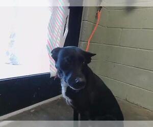 Shepradors Dogs for adoption in Tulsa, OK, USA