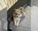 Small #1 Pomeranian