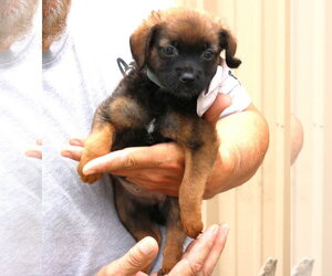 Porsche - Female Australian Shepherd-Unknown Mix Dog for Adoption - Photo #2