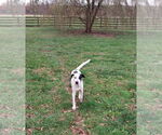 Small #1 Mutt