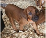 Small Photo #5 Rhodesian Ridgeback Puppy For Sale in LOCKHART, TX, USA