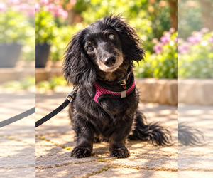 Dachshund Dogs for adoption in Los Angeles, CA, USA