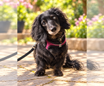 Harley bonded with Frankie - San Diego - Female Dachshund Dog for Adoption - Small photo