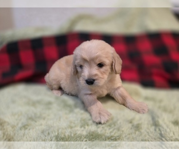 Medium Photo #6 Goldendoodle Puppy For Sale in DUBLIN, TX, USA