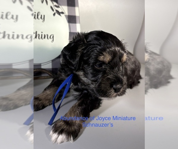 Medium Photo #12 Schnauzer (Miniature) Puppy For Sale in SAINT LOUIS, MO, USA