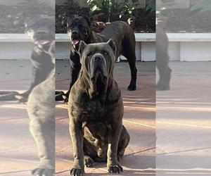 Mother of the Cane Corso puppies born on 10/23/2021