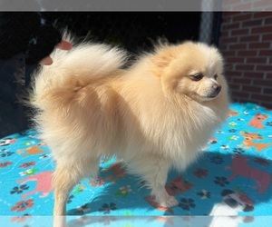 Pomeranian Puppy for sale in DAWSONVILLE, GA, USA