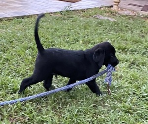 Labrador Retriever Puppy for sale in SEFFNER, FL, USA
